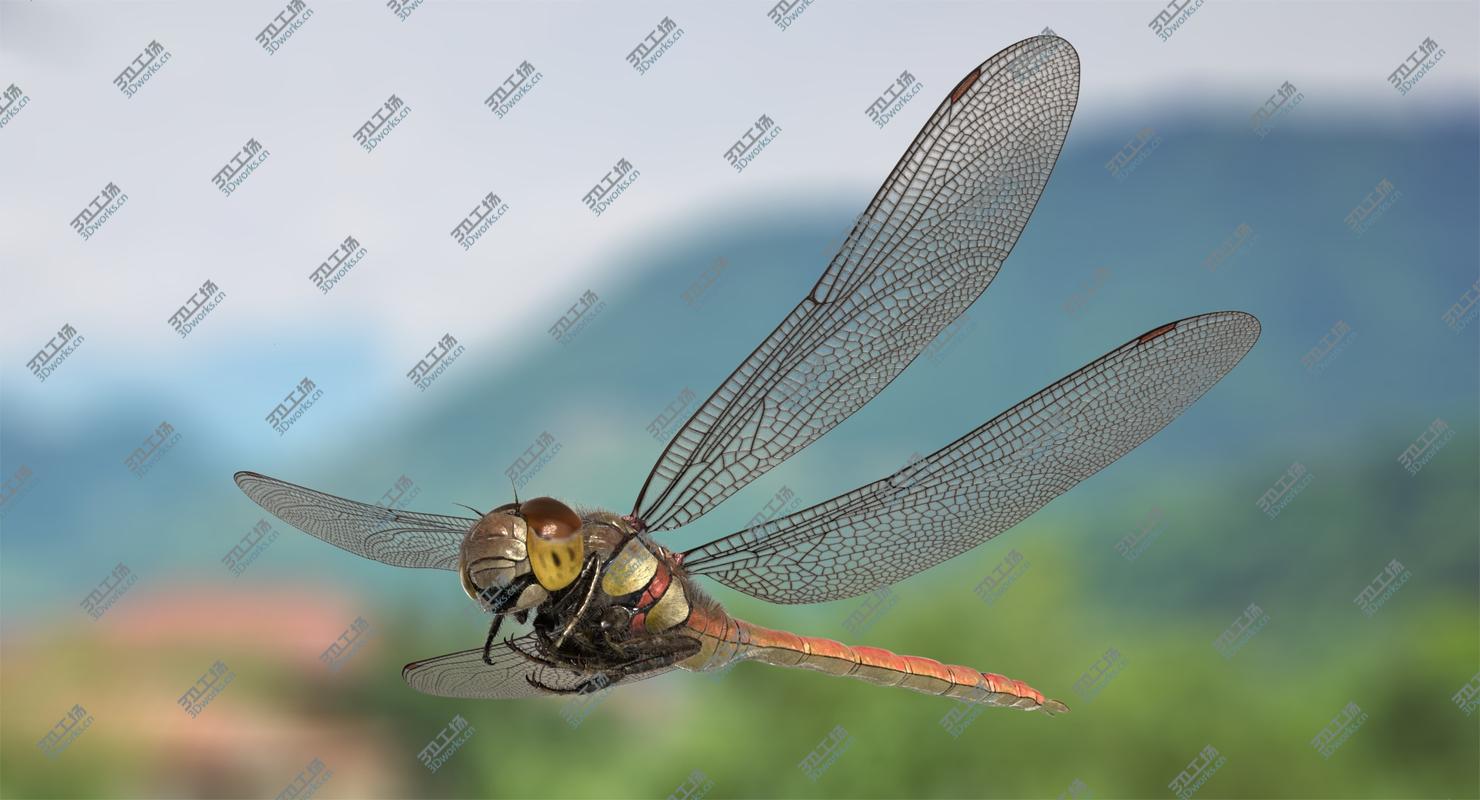 images/goods_img/2021040162/3D Dragonfly Common Darter/1.jpg